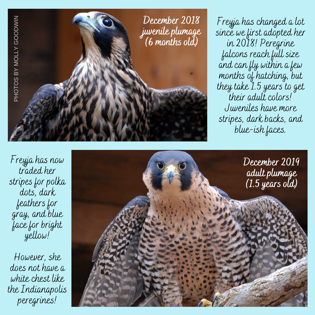 Freyja_info2