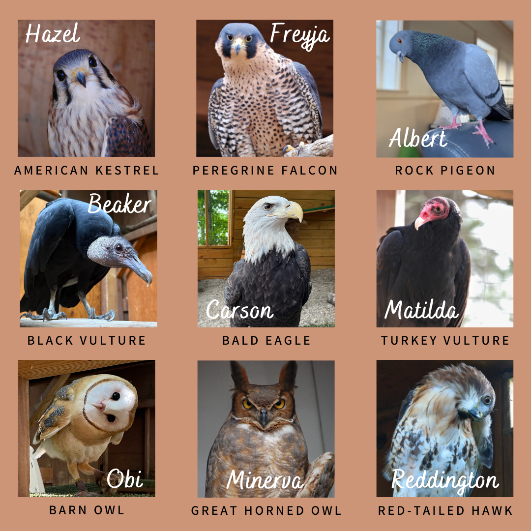 Avian Ambassadors
