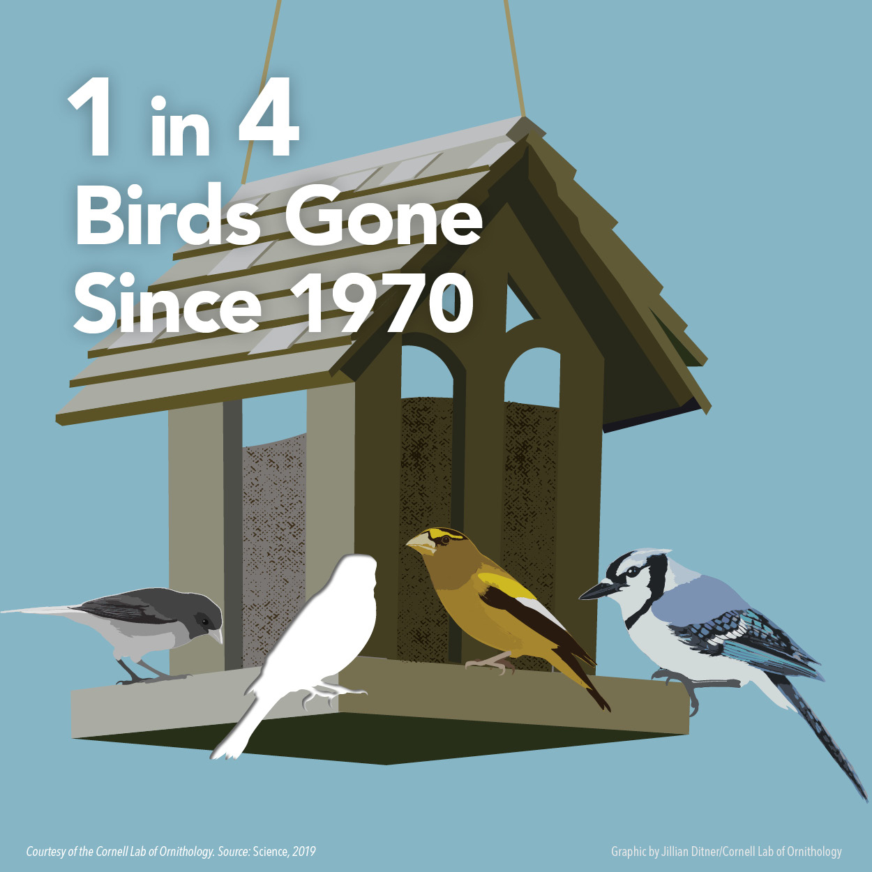 1 in 4 Birds Gone Infographic (square format) Courtesy of Cornell Lab of Ornithology