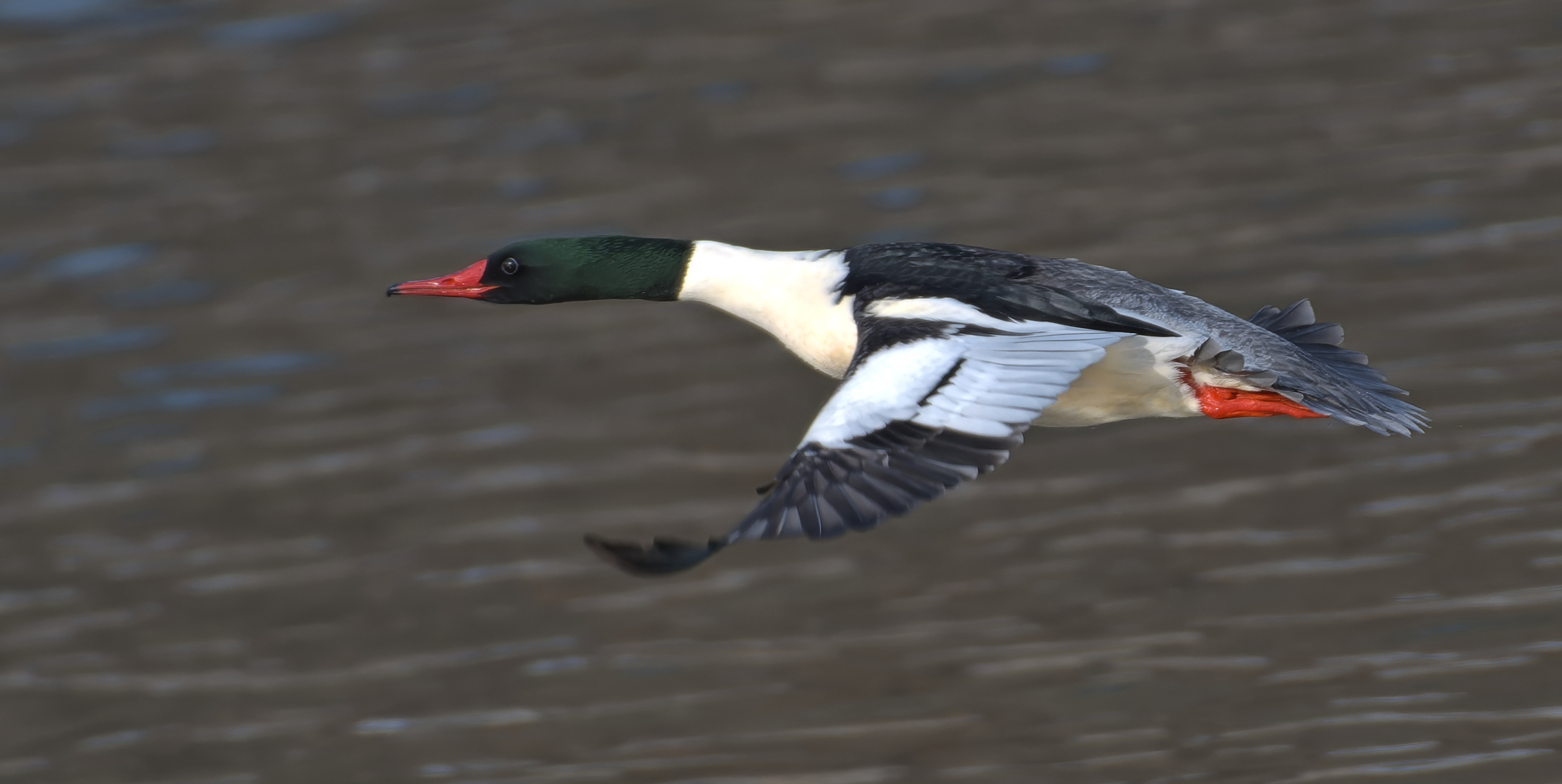 COME1_20250126_portage