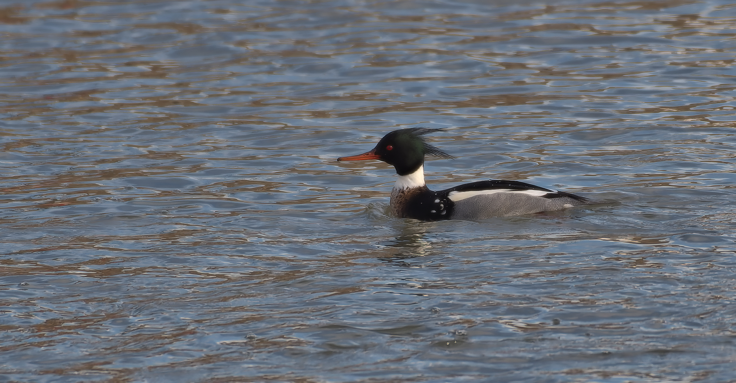 RBME1_20250126_portage