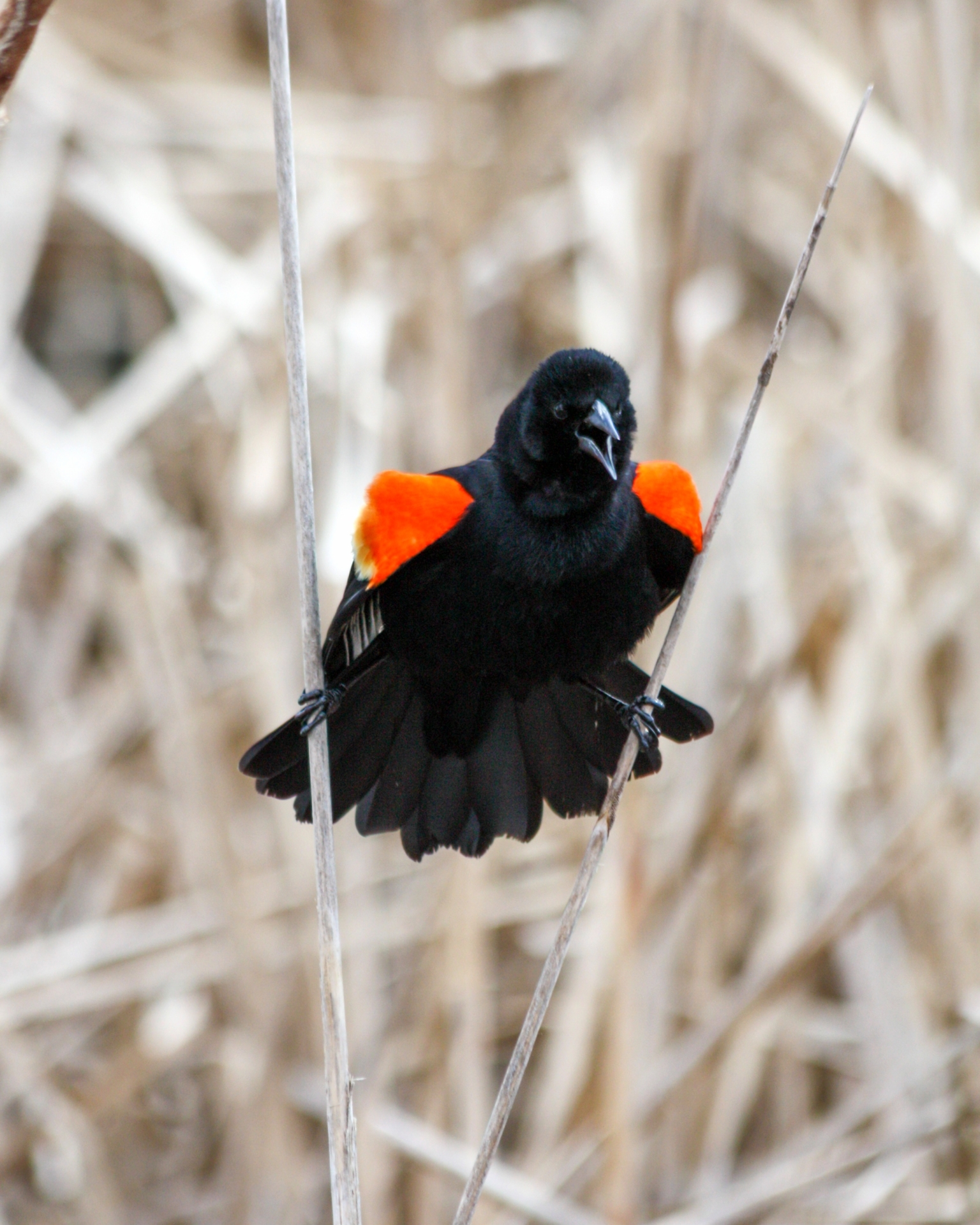 RWBL-WoodLakeNatureCenter-RichfieldMN