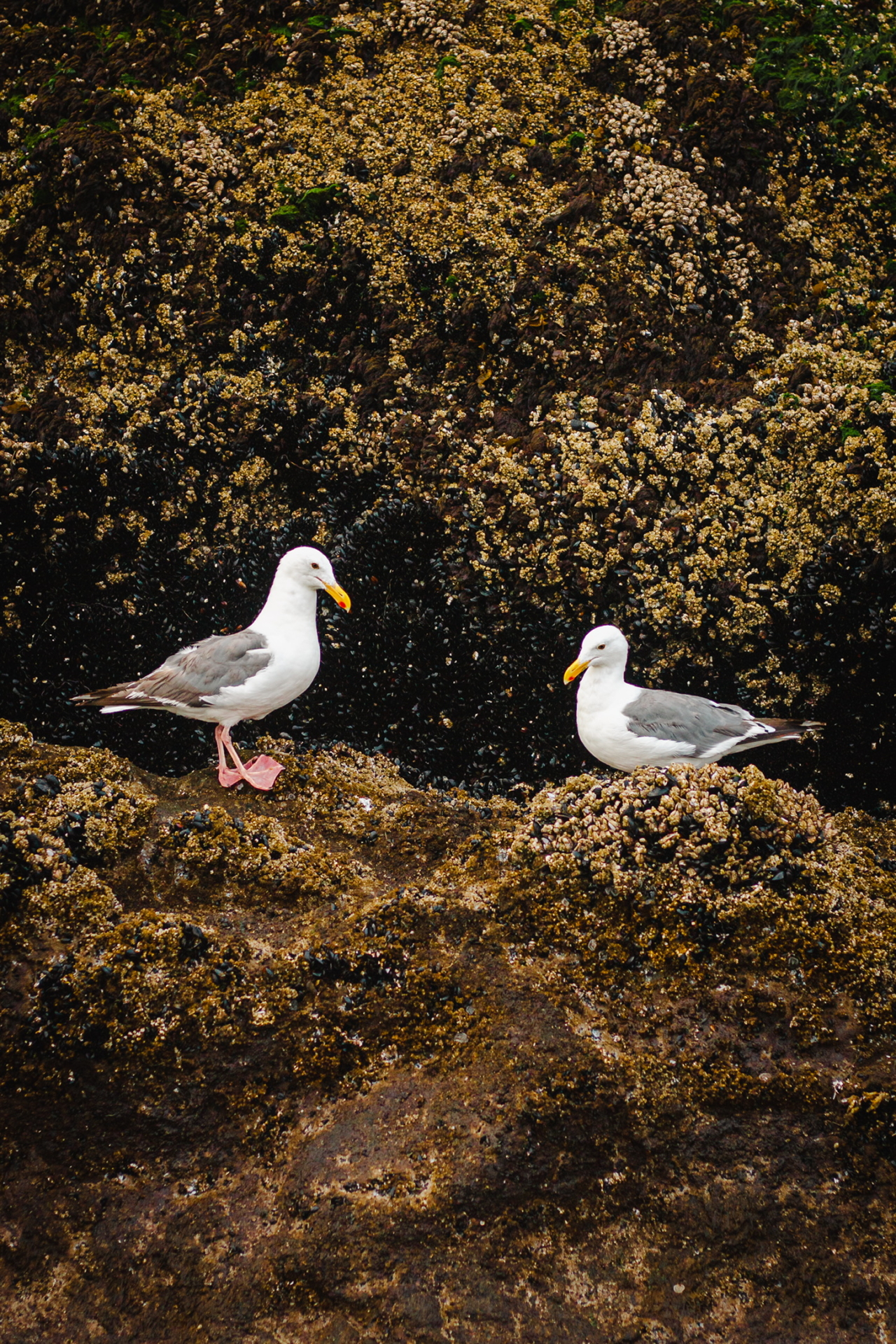 Western Gull_ Haystack RockOR